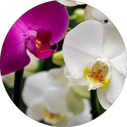 Orchidee Pflege