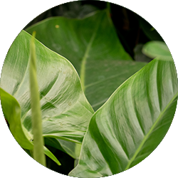 Philodendron Pflege