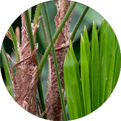 Rhapis Pflege Rhapis Pflege