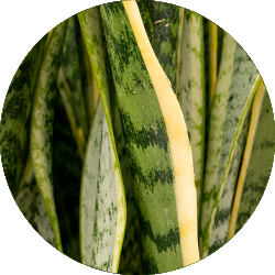 Sansevieria Pflege