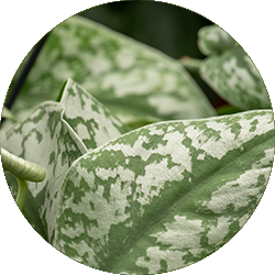 Scindapsus Pflege Scindapsus Pflege