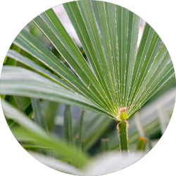Trachycarpus Pflege Trachycarpus Pflege