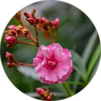 Oleander Pflege