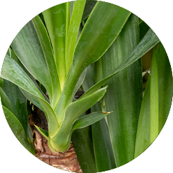 Yucca Palme Pflege