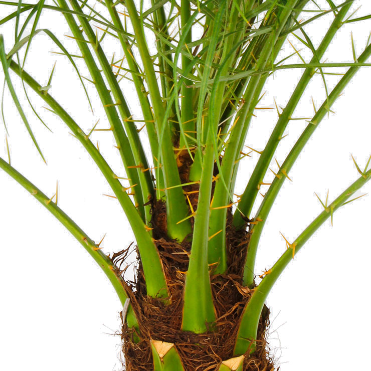 Phoenix Roebelenii Pflege Phoenix Roebelenii Pflege