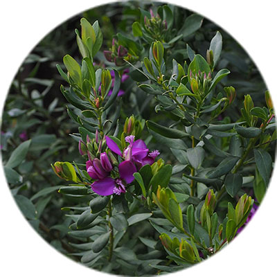 Polygala Pflege