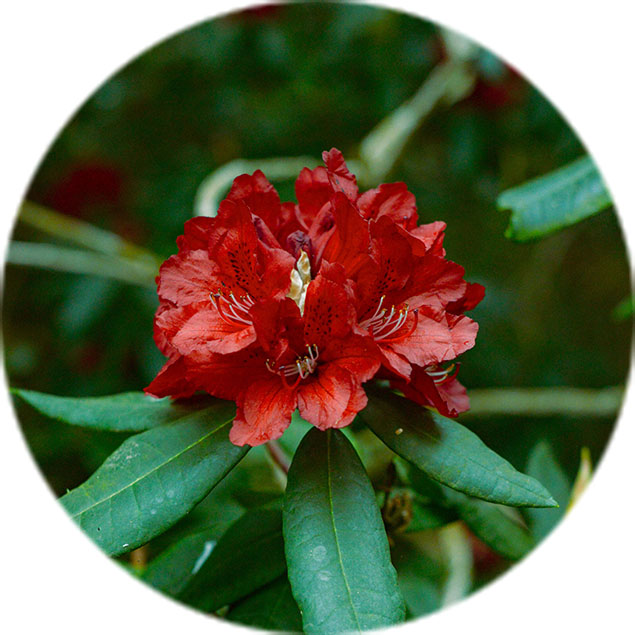 Rhododendron Pflege