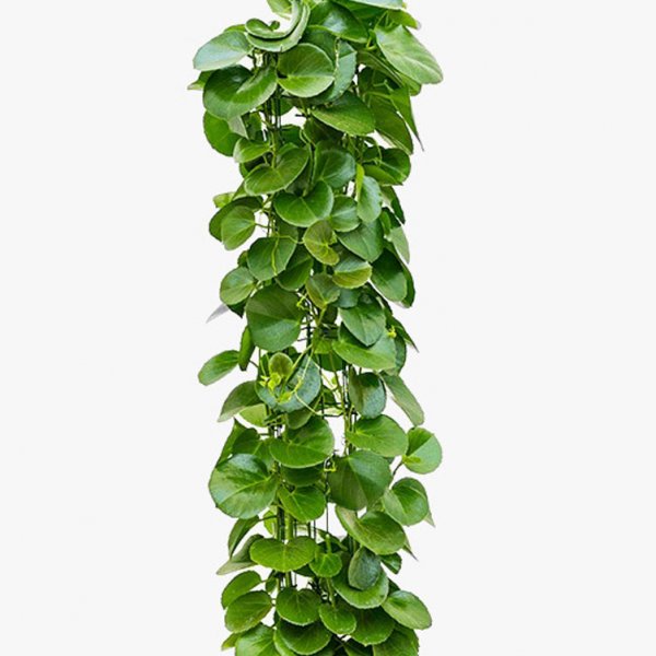 Cissus Pflege Cissus Pflege
