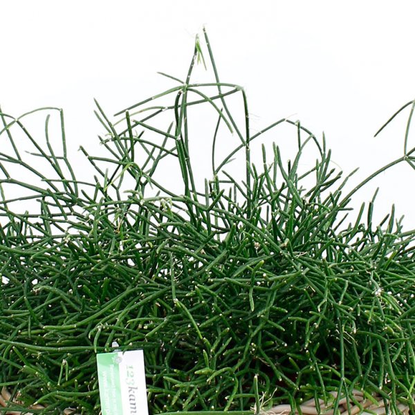 Rhipsalis Pflege Rhipsalis Pflege