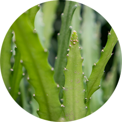 Epiphyllum Pflege