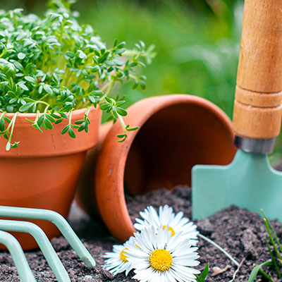 Gartenpflanzen-Arten