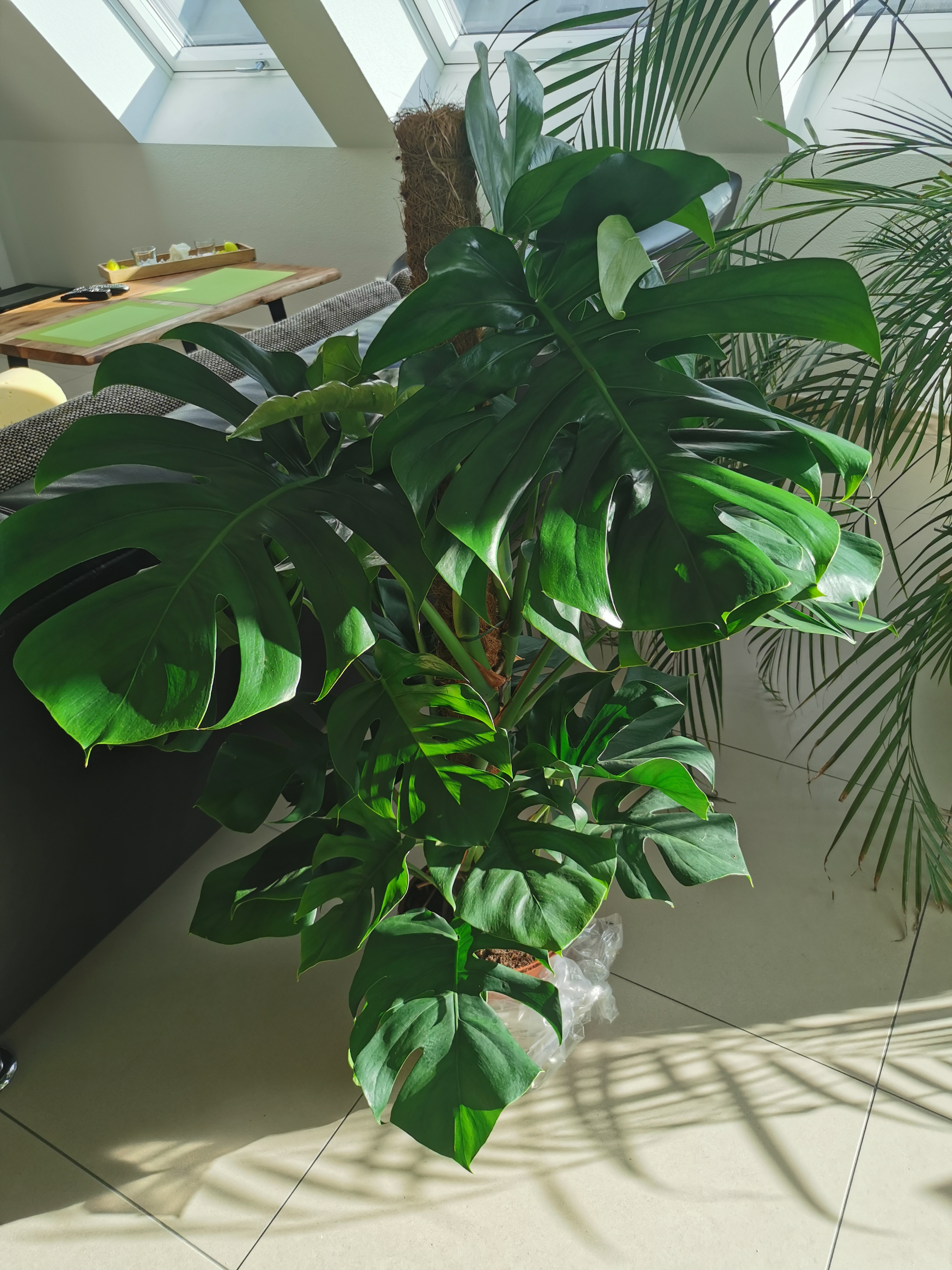 Philodendron Monstera Zimmerpflanze Von 120 Cm Kaufen 123zimmerpflanzen