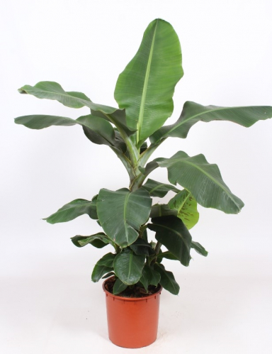 Bananepflanze (Musa) Pflege 123zimmerpflanzen