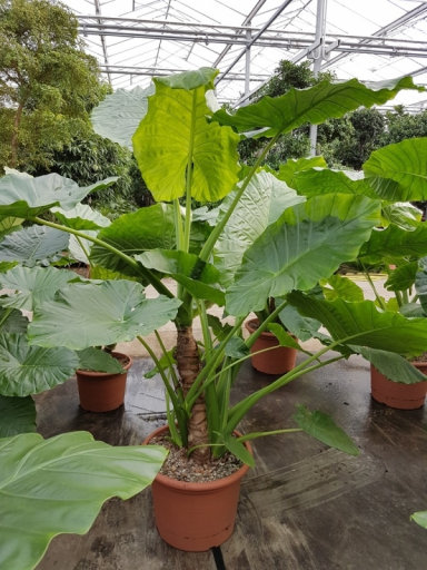 Alocasia Elefantenohr Pflege 123zimmerpflanzen