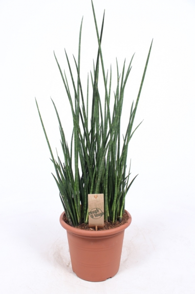 Sansevieria (Bogenhanf) Pflege 123zimmerpflanzen