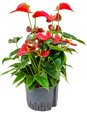 Anthurium - Hydrokultur kaufen? - 123zimmerpflanzen
