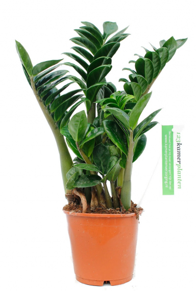 Zamioculcas (Glücksfeder) Pflege 123zimmerpflanzen