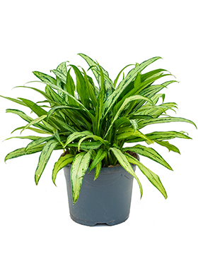 Kolbenfaden (Aglaonema) Pflege 123zimmerpflanzen