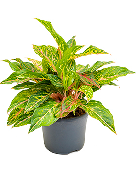 Kolbenfaden (Aglaonema) Pflege 123zimmerpflanzen