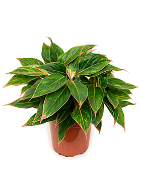Kolbenfaden (Aglaonema) Pflege 123zimmerpflanzen
