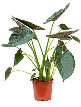 Alocasia Elefantenohr Pflege 123zimmerpflanzen