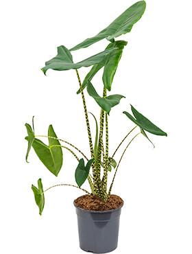 Alocasia Elefantenohr Pflege 123zimmerpflanzen