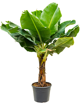 Bananepflanze (Musa) Pflege 123zimmerpflanzen