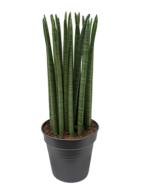 Sansevieria (Bogenhanf) Pflege 123zimmerpflanzen