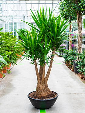 Yucca Palme (Palmlilie) Pflege 123zimmerpflanzen