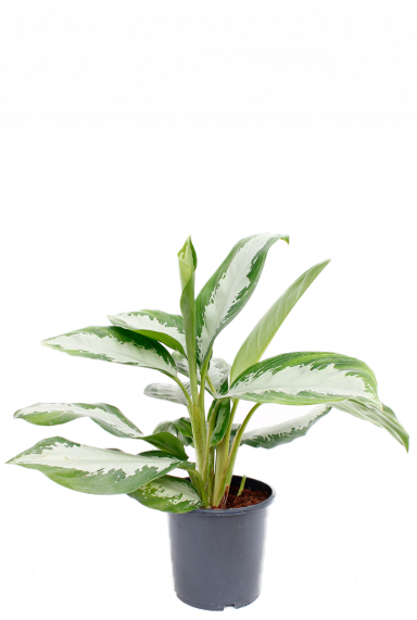 Kolbenfaden (Aglaonema) Pflege 123zimmerpflanzen
