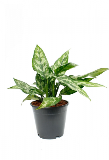 Kolbenfaden (Aglaonema) Pflege 123zimmerpflanzen