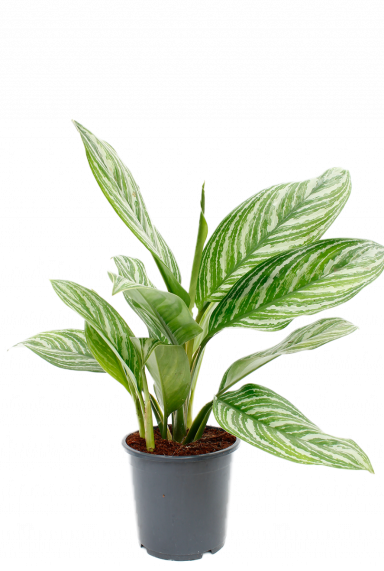Kolbenfaden (Aglaonema) Pflege 123zimmerpflanzen