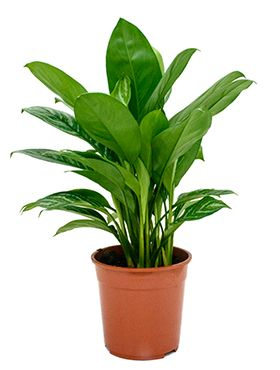 Kolbenfaden (Aglaonema) Pflege 123zimmerpflanzen