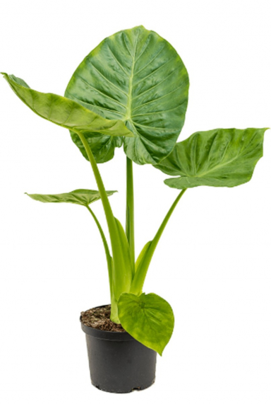 Alocasia Elefantenohr Pflege 123zimmerpflanzen