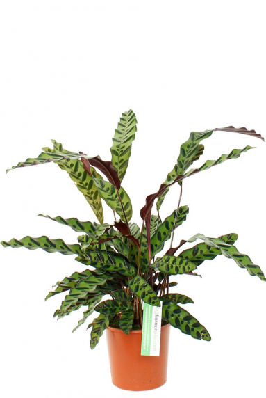 Calathea Pflege (Pfeilwurze) - 123zimmerpflanzen