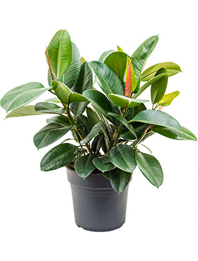 Ficus (Feige) Pflege 123zimmerpflanzen