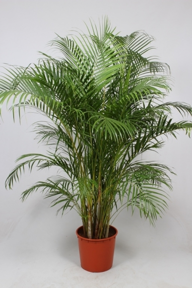 Areca pflege - 123zimmerpflanzen