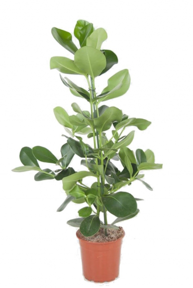 Clusia Rosea Pflege