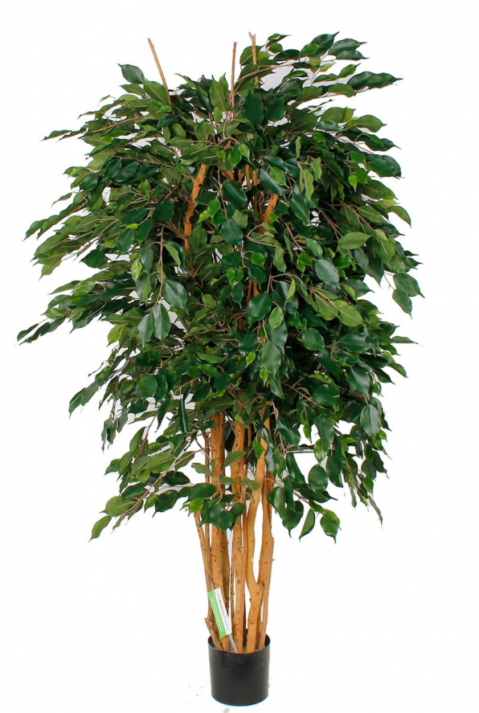 Ficus exotica