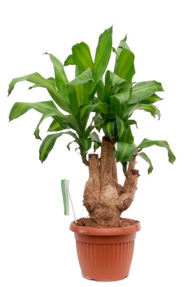 Dracaena (Drachenbaum) Pflege 123zimmerpflanzen