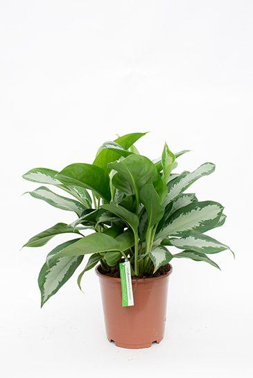 Kolbenfaden (Aglaonema) Pflege 123zimmerpflanzen