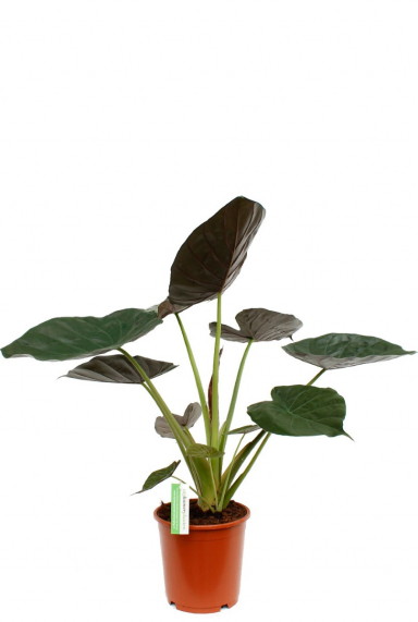 Alocasia Elefantenohr Pflege 123zimmerpflanzen