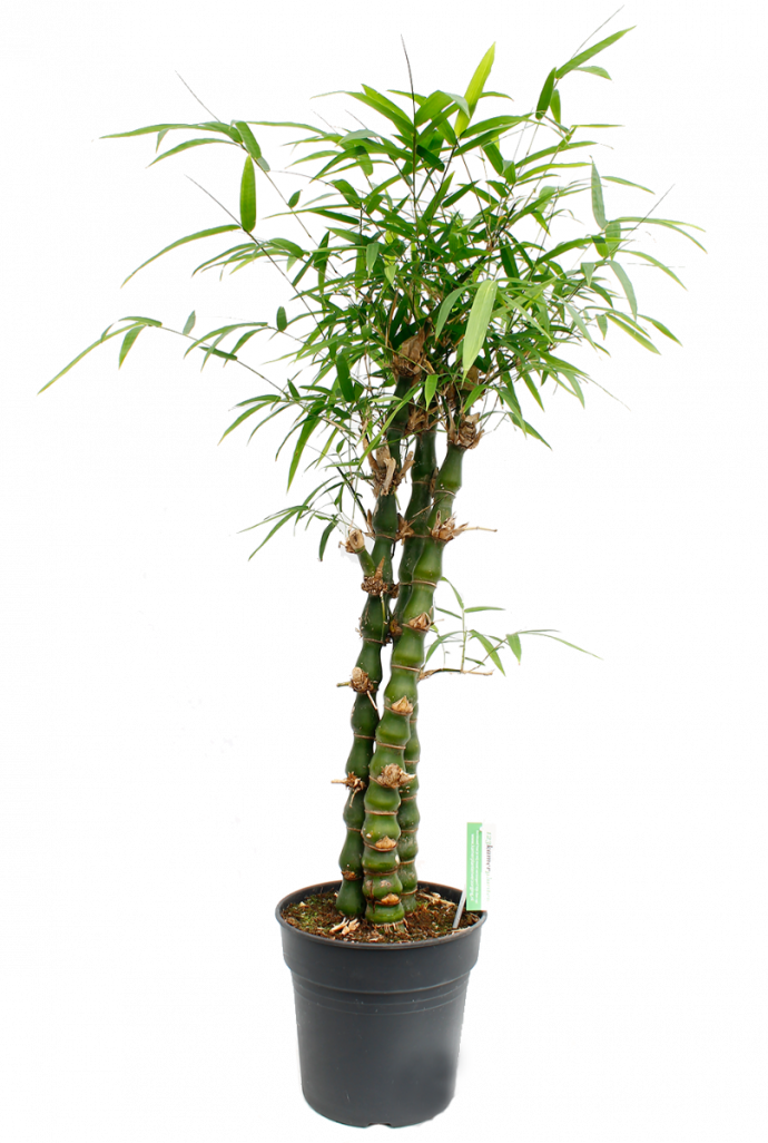 Bambusa Ventricosa
