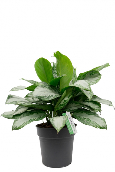Kolbenfaden (Aglaonema) Pflege 123zimmerpflanzen
