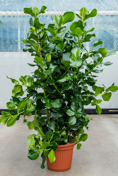 Clusia Rosea Pflege