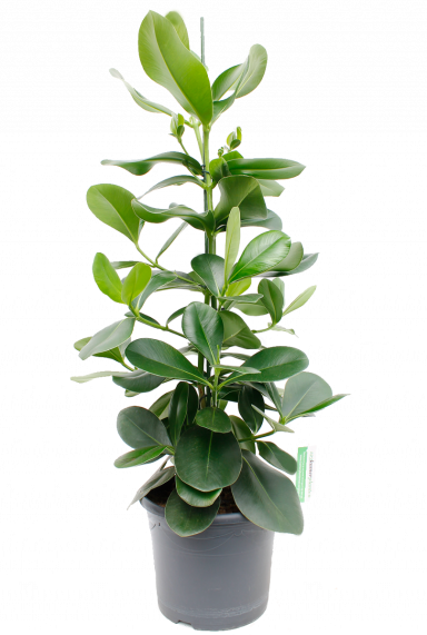 Clusia (Balsamapfel) Pflege 123zimmerpflanzen