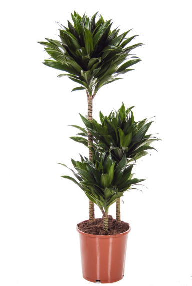 Dracena Compacta Pflege