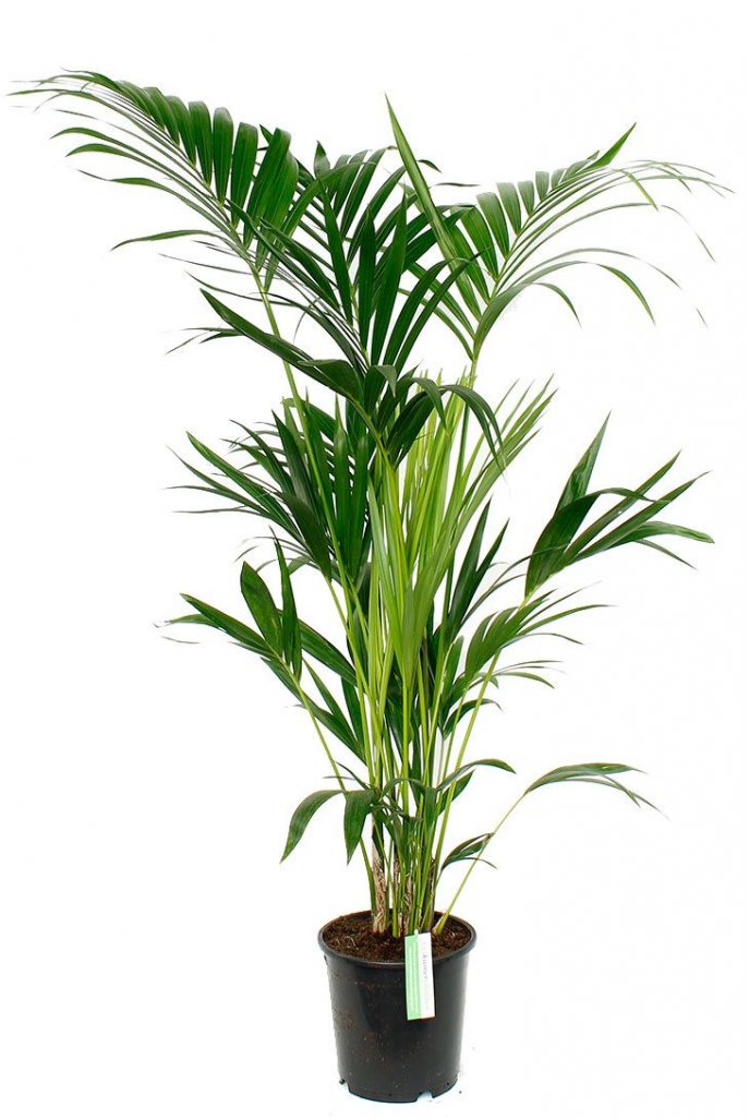 Kentia Palme
