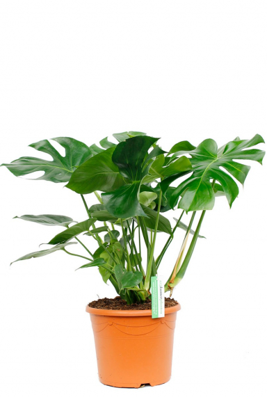 Philodendron (Baumfreund) Pflege 123zimmerpflanzen