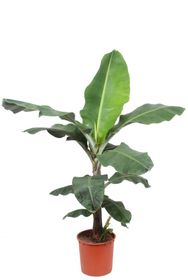 Bananepflanze (Musa) Pflege 123zimmerpflanzen